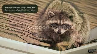 Identifying Raccoons Sounds and Noises  Signs of Raccoons in the Attic [upl. by Costanza]