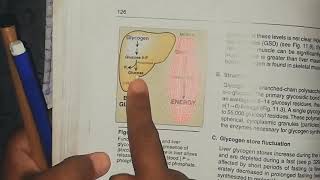 Glycogen metabolism glycogen synthesis part 1 [upl. by Acir]