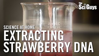 The Sci Guys Science at Home  SE2  EP15 Extracting Strawberry DNA [upl. by Castorina954]