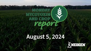 Monday Mycotoxin and Crop Report for August 5 2024 [upl. by Kanor272]