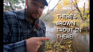 Fishing for BROWN TROUT on the fly at the CORNWALLIS RIVER Episode 4 of 4  A Fall fishing adventure [upl. by Evars]