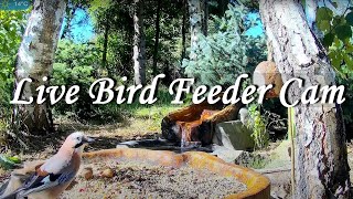 Live Bird Feeder Cam  Forest Nook  Poland Zywiec [upl. by Aisset]