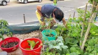 Harvesting Organic Pechay at the Backyard [upl. by Casilde]