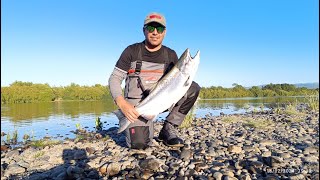 Salmon chinook con equipo ligero Río Toltén [upl. by Nottirb]