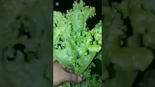 HARVESTING LETTUCEESTROSALOLLOBIONDAKRATHKYMETHOD [upl. by Ruhtua]