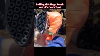 Pulling this Huge Tooth out of a Cow’s Foot tiktok fyp viral cow hoof hoofcare hoofpicking [upl. by Mosenthal]