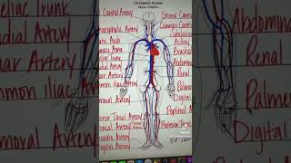 Circulatory System Major Arteries amp Veins Worksheet Etsy Shop WellKnownReyes [upl. by Cinderella]