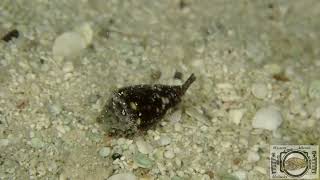 Peals Cone Snail  Jaspidiconus pealii Green 1830 [upl. by Conney]