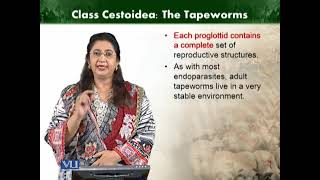 Class Cestoidea The tapeworms  Animal Diversity Invertebrates  ZOO512TTopic058 [upl. by Odranreb]