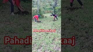 Gehu ki buwai ki taiyari shortvideo nature youtubeshorts viralvideo [upl. by Merriott403]