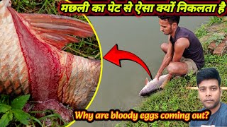 Machhali ke pet se blood aur Anda Kyon nikalta Hai fish breeding problem  fish hormone dose [upl. by Ontina]