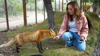 Maya talks about whether imprinted foxes are pettable at Alveus [upl. by Rumney237]