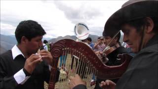 El Mejor Arpista de Pomabamba  Ancash [upl. by Nodarb983]