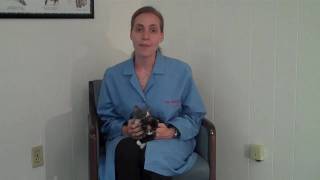 What You Need to Know About Feline Immunodeficiency Virus FIV [upl. by Vinnie529]