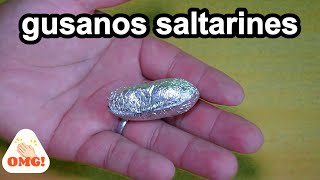 gusanos saltarinesinvento entretenido para niños [upl. by Enial]