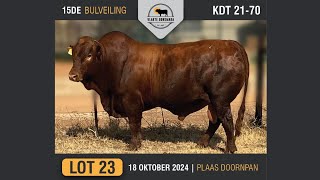 Lot 23  Vlakte Bonsmara Bulveiling  18 Okt 2024 [upl. by Calen416]