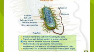 Prokaryotic And Eukaryotic Cells [upl. by Wolfie]