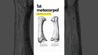 First metacarpal bone important points First carpometacarpal joint shorts 1stmetacarpal [upl. by Jarrett824]