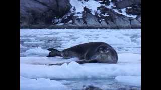 Cute leopard seal as he wakes up Cordillera Darwin Chile Patagonia [upl. by Steele603]