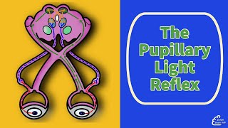 The Pupillary Light Reflex [upl. by Erialb]