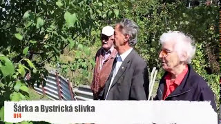 Ivan Hričovský AKO SA DÁ UPRAVIŤ STARŠIA BYSTRICKÁ SLIVKA [upl. by Ahsinehs754]