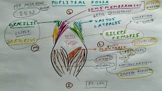 Popliteal fossa  1  TCML [upl. by Adelind]