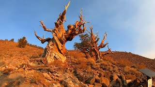 4 MINUTE GUIDE TO THE ANCIENT BRISTLECONE PINE FOREST THE OLDEST TREES IN THE WORLD [upl. by Rebeca]