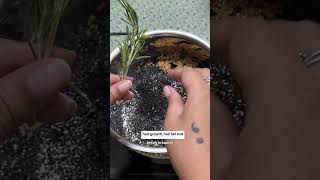 Magical Hair Elixir for Hair Growth  Rosemary for Hair [upl. by Ateerys]