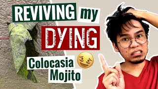 My Colocasia Mojito almost died See what I did Over Fertilizer Plant hacks  Gardening Tips Ep04 [upl. by Glad]