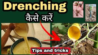 Drenching ड्रेंचिंग कैसे करें  tips and tricks पौधों को मजबूत बनाएं by PC Verma [upl. by Meek]