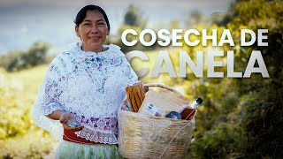 ¿Cómo se Cosecha la CANELA Zozocolco Veracruz  Documental [upl. by Kinch157]