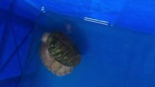 Razorback and Loggerhead Musk Turtle Making Love [upl. by Evangelia554]