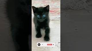 kitten adventurouscat funny catadventures blackcat rescuekitty catlover abandonedcat [upl. by Spearing64]