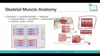 Skeletal Muscle Basics and Anatomy [upl. by Saimerej]