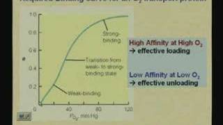 Lecture  12 Myoglobin and Hemoglobin [upl. by Aynom]