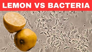 LEMON vs BACTERIA under Microscope  Natures Disinfectant [upl. by Namrej]