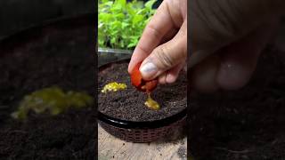 Grow tomatoes easily at home gardening tomato easy [upl. by Nodlew]