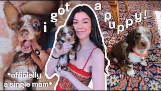 I got a MINI DACHSHUND PUPPY Meet INCH First Week Home Vlog [upl. by Ntsud]