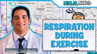 Respiratory  Respiration During Exercise [upl. by Coco877]