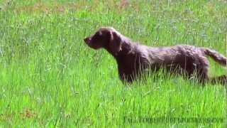 Pudelpointer Training with Tall Timber Pudelpointers [upl. by Eidissac]