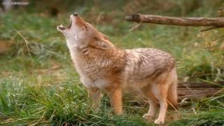 15 minutes of coyote sounds [upl. by Dric]