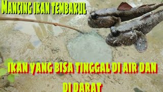 TERNYATA IKAN MUDSKIPPER  GLODOK BISA DI PANCING LO  TEMBAKUL TIMPAKUL oxudercinae [upl. by Atiek]