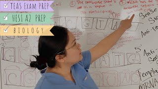 Sense strand Vs Antisense strand in DNA [upl. by Onia399]