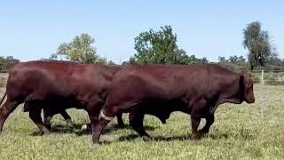 Lot 68 Canowindra Xander X2 PS [upl. by Notsag]