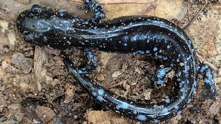 Blue Spotted salamander  Ambystoma laterale [upl. by Mellie]