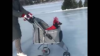 How Canadian Dogs Get Around [upl. by Lovel]