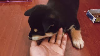 kinsen introduces his new puppy [upl. by Jessi]