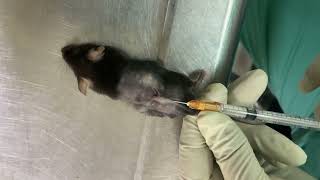 Subcutaneous Injection in the Mouse SC injection [upl. by Eyeleen]