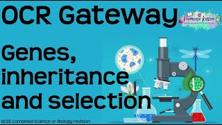 The Whole of OCR Gateway biology topic 5  Genes inheritance and selection GCSE Revision [upl. by Brezin]