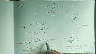 GPCR Adenylate Cyclase  cAMP Pathway [upl. by Elianore369]